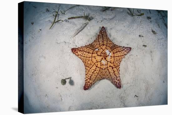 A West Indian Starfish on the Seafloor in Turneffe Atoll, Belize-Stocktrek Images-Stretched Canvas