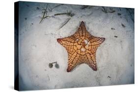 A West Indian Starfish on the Seafloor in Turneffe Atoll, Belize-Stocktrek Images-Stretched Canvas