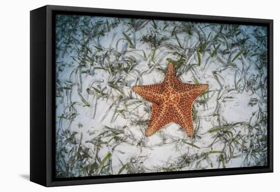 A West Indian Starfish on the Seafloor in Turneffe Atoll, Belize-Stocktrek Images-Framed Stretched Canvas