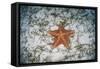 A West Indian Starfish on the Seafloor in Turneffe Atoll, Belize-Stocktrek Images-Framed Stretched Canvas