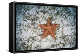 A West Indian Starfish on the Seafloor in Turneffe Atoll, Belize-Stocktrek Images-Framed Stretched Canvas