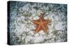 A West Indian Starfish on the Seafloor in Turneffe Atoll, Belize-Stocktrek Images-Stretched Canvas