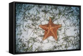 A West Indian Starfish on the Seafloor in Turneffe Atoll, Belize-Stocktrek Images-Framed Stretched Canvas