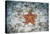 A West Indian Starfish on the Seafloor in Turneffe Atoll, Belize-Stocktrek Images-Stretched Canvas