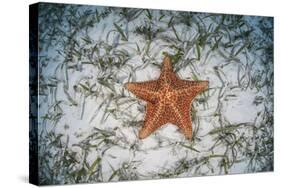 A West Indian Starfish on the Seafloor in Turneffe Atoll, Belize-Stocktrek Images-Stretched Canvas