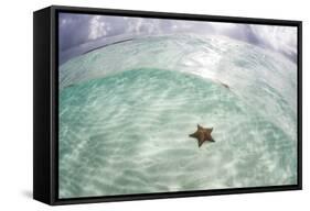 A West Indian Starfish on the Seafloor in Turneffe Atoll, Belize-Stocktrek Images-Framed Stretched Canvas