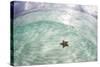 A West Indian Starfish on the Seafloor in Turneffe Atoll, Belize-Stocktrek Images-Stretched Canvas