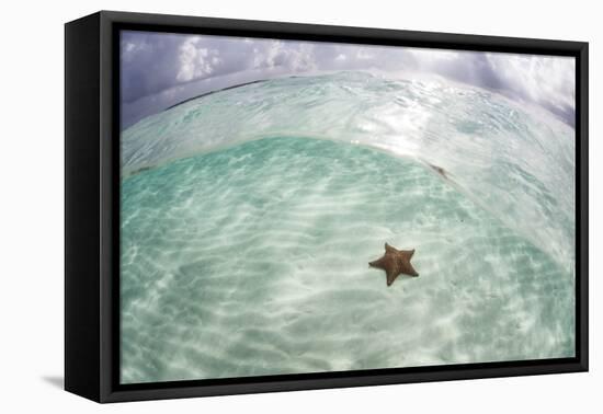 A West Indian Starfish on the Seafloor in Turneffe Atoll, Belize-Stocktrek Images-Framed Stretched Canvas
