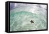 A West Indian Starfish on the Seafloor in Turneffe Atoll, Belize-Stocktrek Images-Framed Stretched Canvas