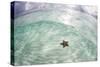 A West Indian Starfish on the Seafloor in Turneffe Atoll, Belize-Stocktrek Images-Stretched Canvas