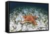 A West Indian Starfish on the Seafloor in Turneffe Atoll, Belize-Stocktrek Images-Framed Stretched Canvas