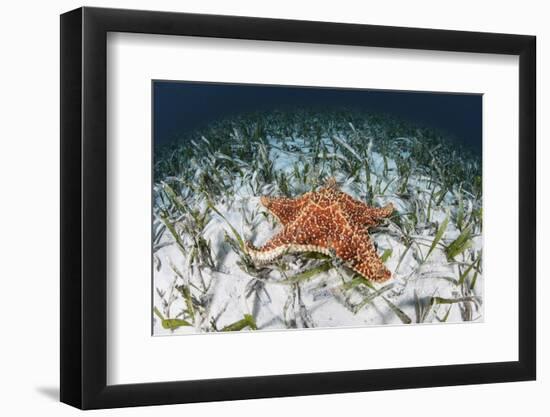 A West Indian Starfish on the Seafloor in Turneffe Atoll, Belize-Stocktrek Images-Framed Premium Photographic Print