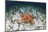 A West Indian Starfish on the Seafloor in Turneffe Atoll, Belize-Stocktrek Images-Mounted Premium Photographic Print