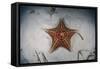 A West Indian Starfish on the Seafloor in Turneffe Atoll, Belize-Stocktrek Images-Framed Stretched Canvas