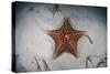 A West Indian Starfish on the Seafloor in Turneffe Atoll, Belize-Stocktrek Images-Stretched Canvas