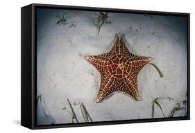 A West Indian Starfish on the Seafloor in Turneffe Atoll, Belize-Stocktrek Images-Framed Stretched Canvas