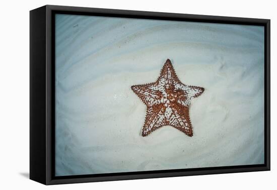 A West Indian Starfish on the Seafloor in Turneffe Atoll, Belize-Stocktrek Images-Framed Stretched Canvas