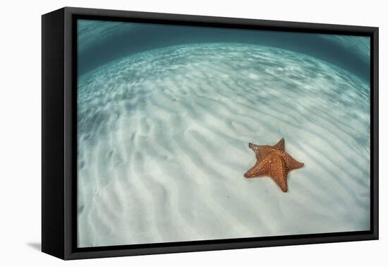 A West Indian Starfish on the Seafloor in Turneffe Atoll, Belize-Stocktrek Images-Framed Stretched Canvas