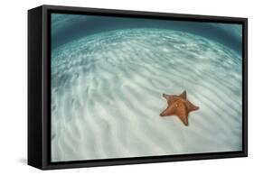 A West Indian Starfish on the Seafloor in Turneffe Atoll, Belize-Stocktrek Images-Framed Stretched Canvas