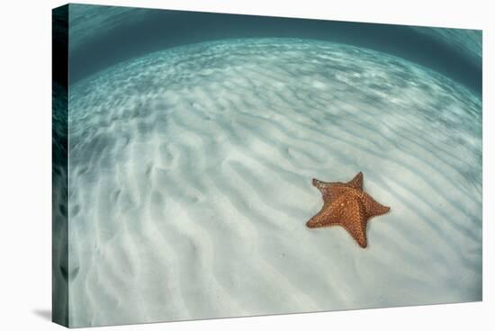 A West Indian Starfish on the Seafloor in Turneffe Atoll, Belize-Stocktrek Images-Stretched Canvas