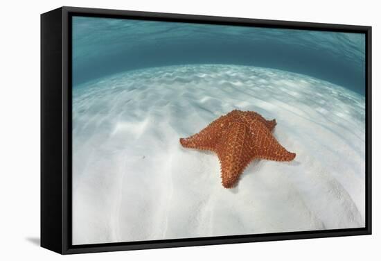 A West Indian Starfish on the Seafloor in Turneffe Atoll, Belize-Stocktrek Images-Framed Stretched Canvas