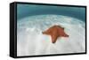 A West Indian Starfish on the Seafloor in Turneffe Atoll, Belize-Stocktrek Images-Framed Stretched Canvas