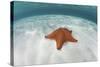 A West Indian Starfish on the Seafloor in Turneffe Atoll, Belize-Stocktrek Images-Stretched Canvas