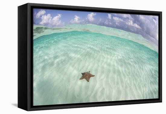 A West Indian Starfish on the Seafloor in Turneffe Atoll, Belize-Stocktrek Images-Framed Stretched Canvas