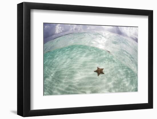 A West Indian Starfish on the Seafloor in Turneffe Atoll, Belize-Stocktrek Images-Framed Photographic Print