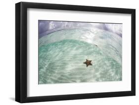 A West Indian Starfish on the Seafloor in Turneffe Atoll, Belize-Stocktrek Images-Framed Photographic Print