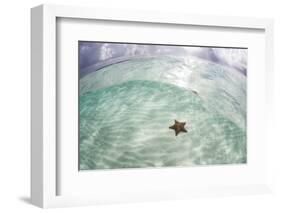 A West Indian Starfish on the Seafloor in Turneffe Atoll, Belize-Stocktrek Images-Framed Photographic Print