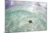 A West Indian Starfish on the Seafloor in Turneffe Atoll, Belize-Stocktrek Images-Mounted Photographic Print