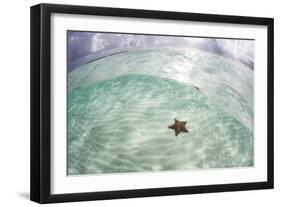 A West Indian Starfish on the Seafloor in Turneffe Atoll, Belize-Stocktrek Images-Framed Photographic Print