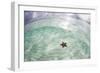 A West Indian Starfish on the Seafloor in Turneffe Atoll, Belize-Stocktrek Images-Framed Photographic Print