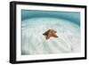 A West Indian Starfish on the Seafloor in Turneffe Atoll, Belize-Stocktrek Images-Framed Photographic Print