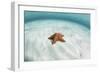 A West Indian Starfish on the Seafloor in Turneffe Atoll, Belize-Stocktrek Images-Framed Photographic Print