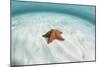 A West Indian Starfish on the Seafloor in Turneffe Atoll, Belize-Stocktrek Images-Mounted Photographic Print