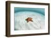 A West Indian Starfish on the Seafloor in Turneffe Atoll, Belize-Stocktrek Images-Framed Photographic Print