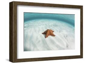 A West Indian Starfish on the Seafloor in Turneffe Atoll, Belize-Stocktrek Images-Framed Photographic Print