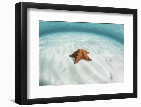 A West Indian Starfish on the Seafloor in Turneffe Atoll, Belize-Stocktrek Images-Framed Photographic Print