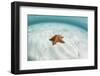 A West Indian Starfish on the Seafloor in Turneffe Atoll, Belize-Stocktrek Images-Framed Photographic Print