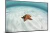 A West Indian Starfish on the Seafloor in Turneffe Atoll, Belize-Stocktrek Images-Mounted Photographic Print