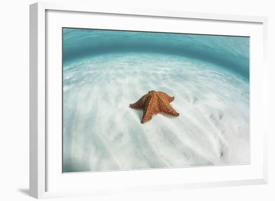 A West Indian Starfish on the Seafloor in Turneffe Atoll, Belize-Stocktrek Images-Framed Photographic Print