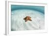 A West Indian Starfish on the Seafloor in Turneffe Atoll, Belize-Stocktrek Images-Framed Photographic Print