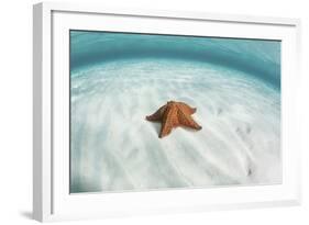 A West Indian Starfish on the Seafloor in Turneffe Atoll, Belize-Stocktrek Images-Framed Photographic Print