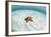 A West Indian Starfish on the Seafloor in Turneffe Atoll, Belize-Stocktrek Images-Framed Photographic Print