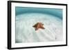 A West Indian Starfish on the Seafloor in Turneffe Atoll, Belize-Stocktrek Images-Framed Photographic Print