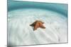 A West Indian Starfish on the Seafloor in Turneffe Atoll, Belize-Stocktrek Images-Mounted Photographic Print