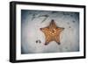 A West Indian Starfish on the Seafloor in Turneffe Atoll, Belize-Stocktrek Images-Framed Photographic Print