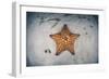 A West Indian Starfish on the Seafloor in Turneffe Atoll, Belize-Stocktrek Images-Framed Photographic Print